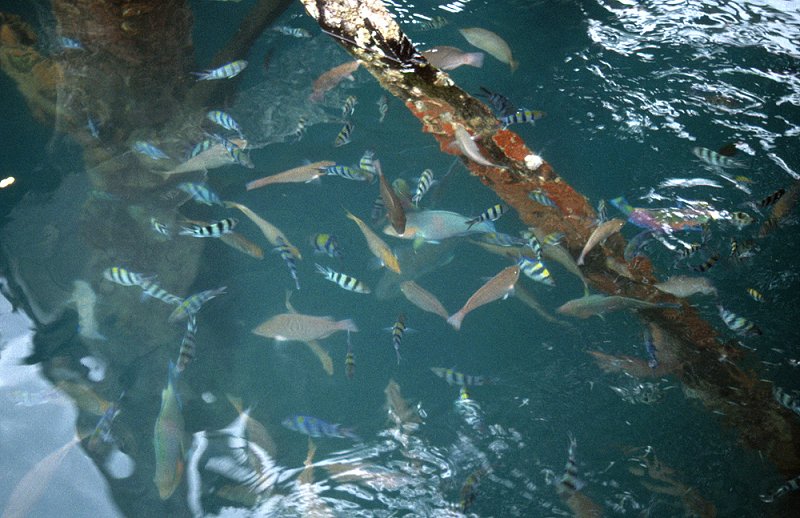 801_Kleurrijke vissen in de zee bij Kota Kinabalu.jpg